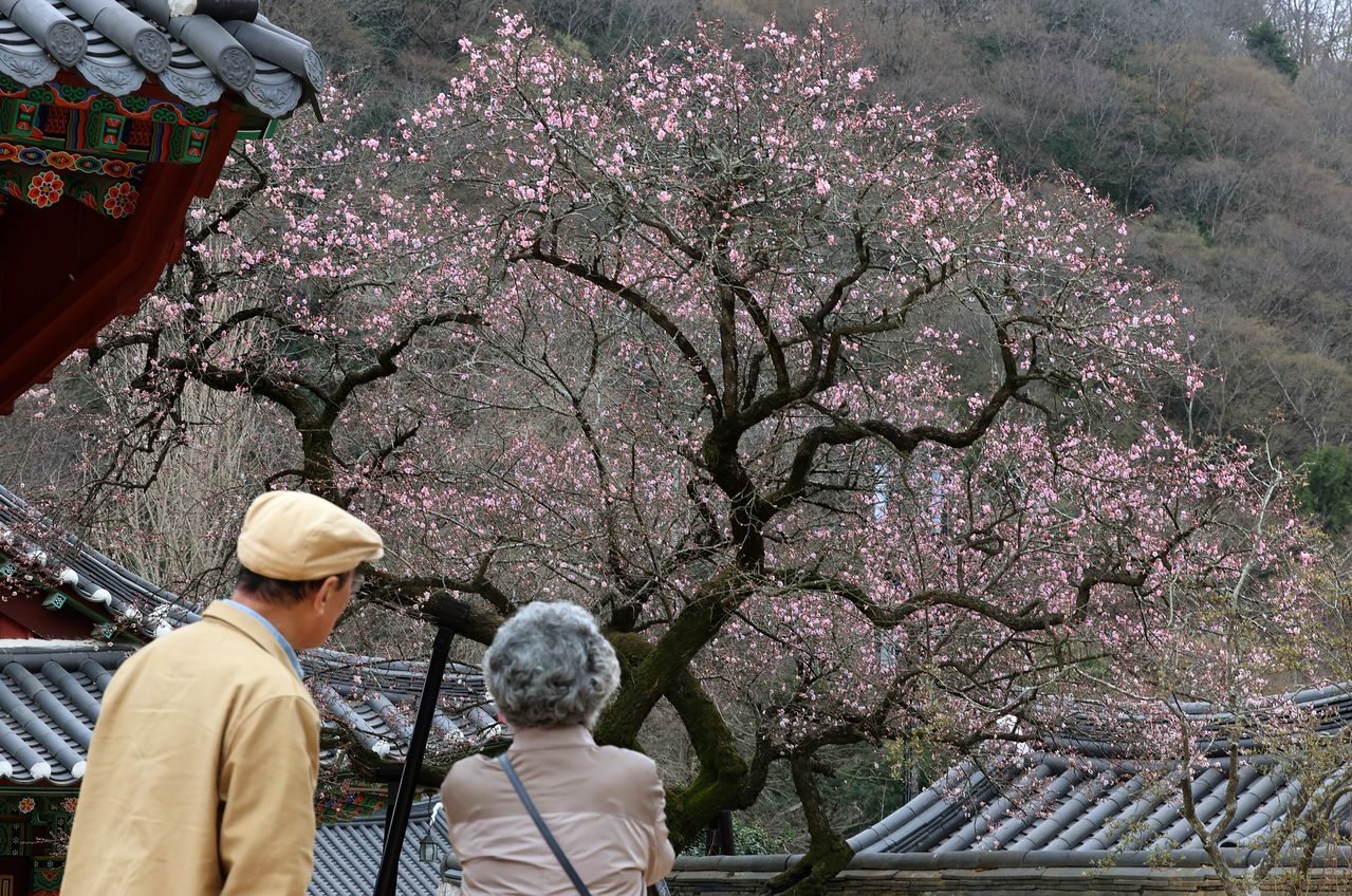 지난해 3월 27일 전남 장성군 백양사를 찾은 상춘객이 개화한 고불매(古佛梅)를 사진 찍고 있다. 연합뉴스
