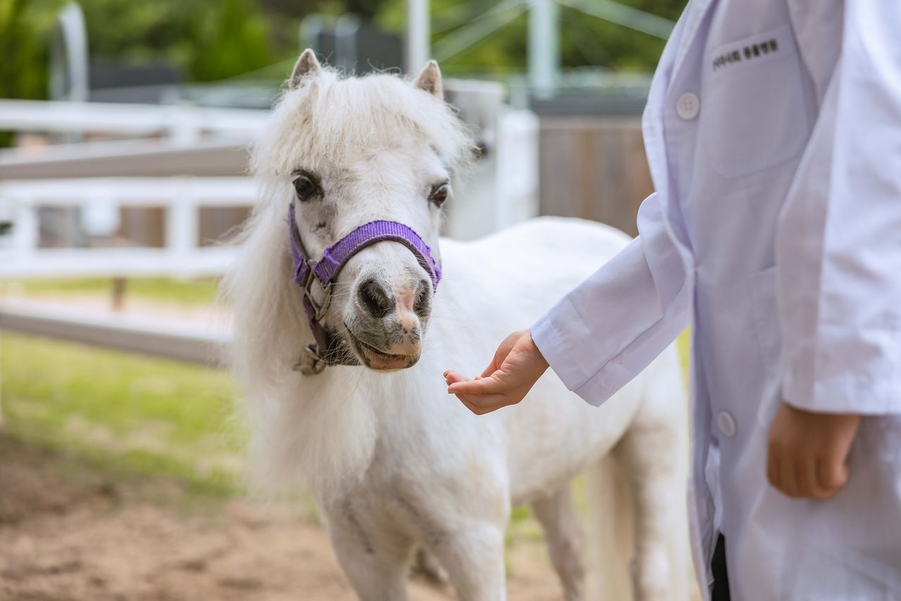 렛츠런파크 부산경남에서 최고령 관상마인 '바우'. 사진 한국마사회