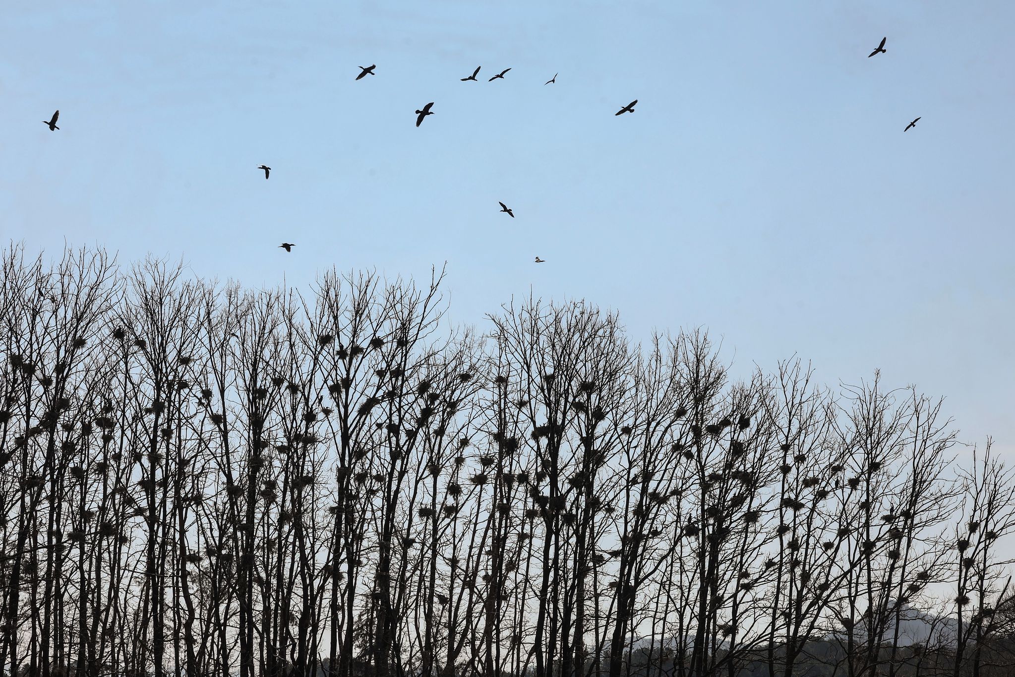 기자가 탄 보트가 다가가자 민물가미우지들이 날아오르고 있다. 나무에 지어진 둥지 모습이 마치 아파트 같은 느낌을 준다.