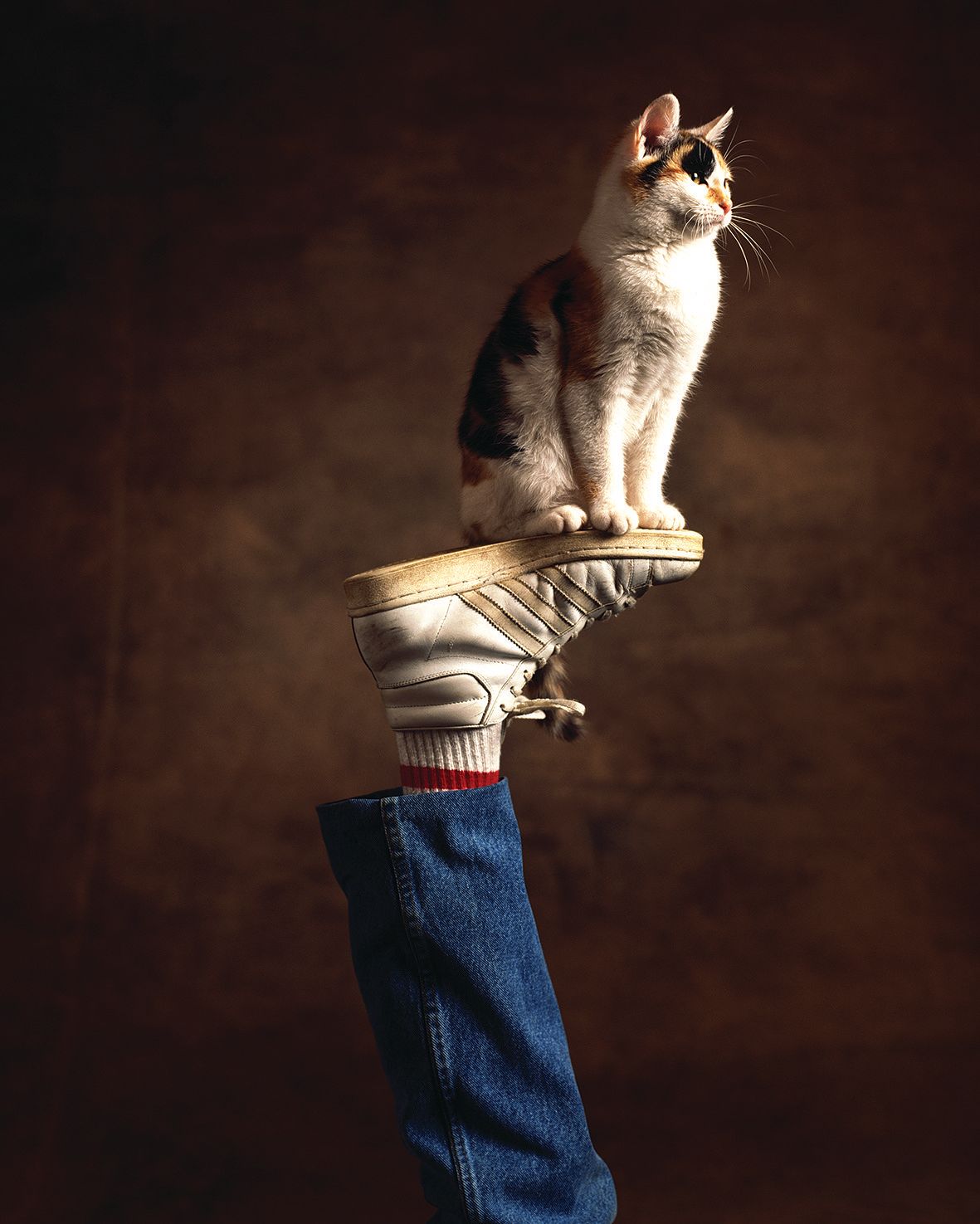 얌전히 사람 발 위에 앉은 캘리포니아 스팽글드를 보면 반려인과의 유대감·친밀감을 충분히 느낄 수 있다.