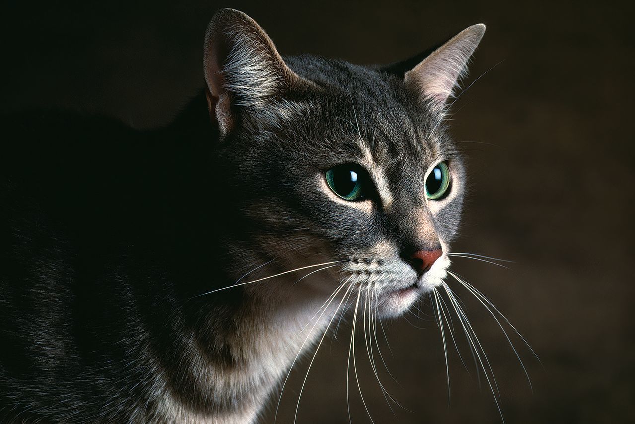 유러피언 숏헤어는 튼튼하고 적응력이 뛰어나며 사람을 잘 따르는 성향으로 오랫동안 집고양이로 사랑받았다.
