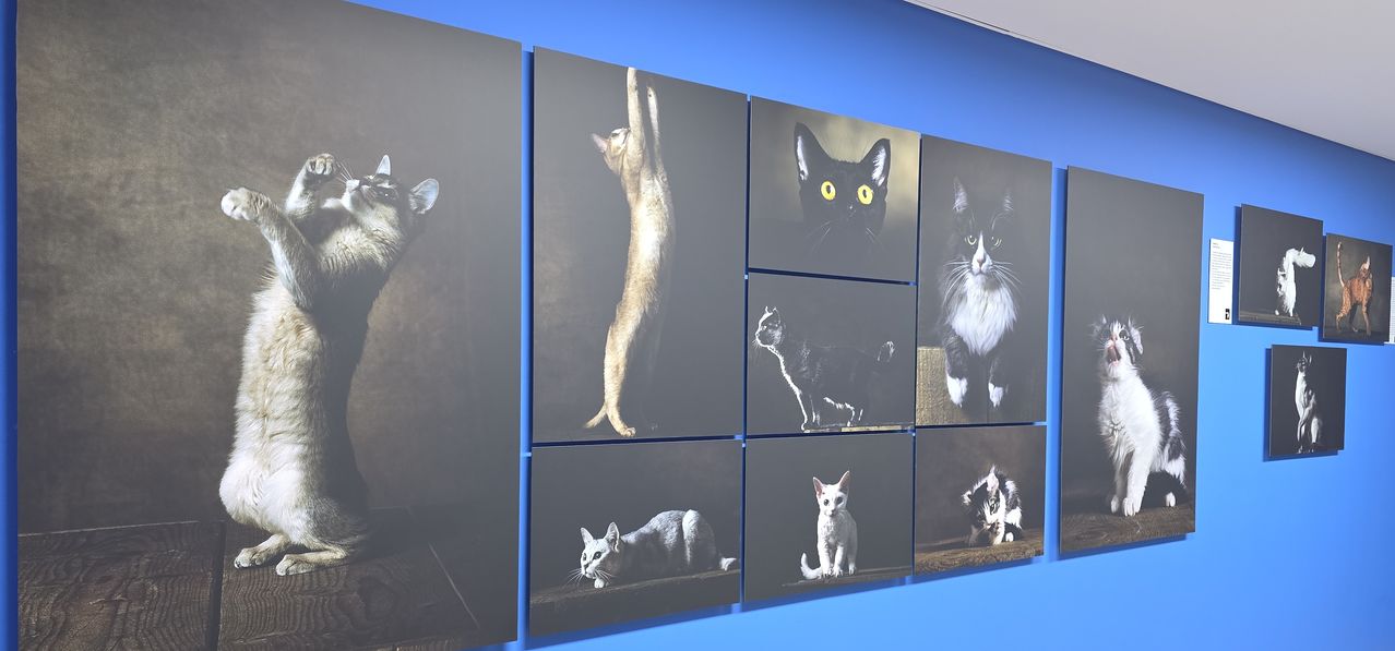 지구의 경이로움을 기록해 온 사진작가 ‘얀 아르튀스-베르트랑’이 50년간 기록한 개와 고양이의 모습을 통해 인류 문명과 함께 길을 걸어온 동물들과의 역사와 현대 사회에서 관계의 의미를 재조명한다.