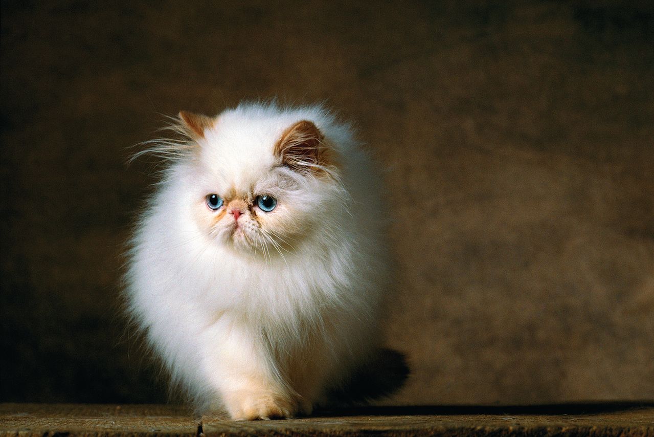 특유의 색상을 잘 드러내주는 긴 털과 비단결처럼 부드럽게 목을 감싸는 털을 가슴·어깨 위에 드리운 페르시안 고양이.