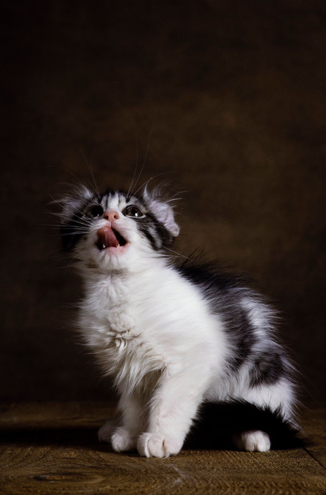 깜찍한 외모로 사랑받는 아메리칸 컬이 위를 쳐다보며 혀로 입맛을 다시는 모습이 웃음을 자아낸디.
