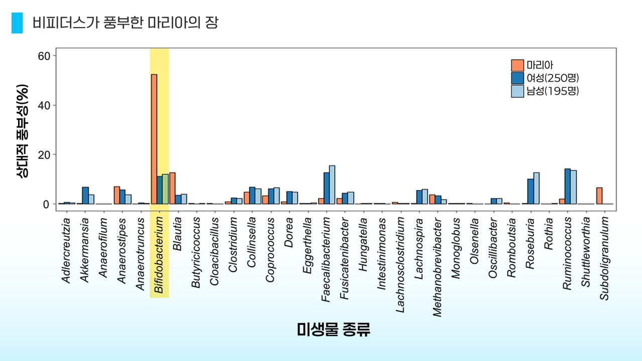 마리아의 장엔 비피도박테리움이 매우 풍부했다. 비피도박테리움은 좋은 유산균으로 초장수인의 장에서 흔히 관찰된다.