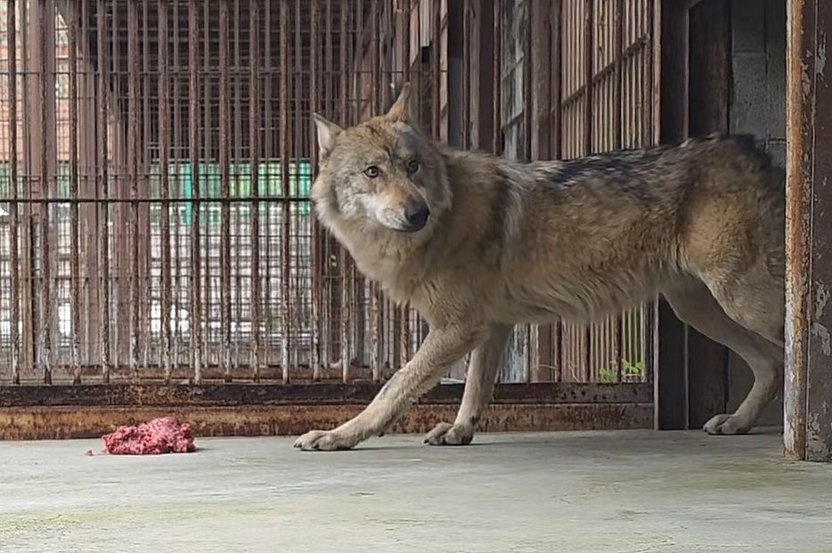 대전오월드에서 탈출했다 9일 만인 지난 17일 생포돼 돌아온 늑대 '늑구'가 20일 오후 2시 닭고기와 소고기 분쇄육을 먹다가 주변을 두리번거리고 있다. 사진 대전 오월드
