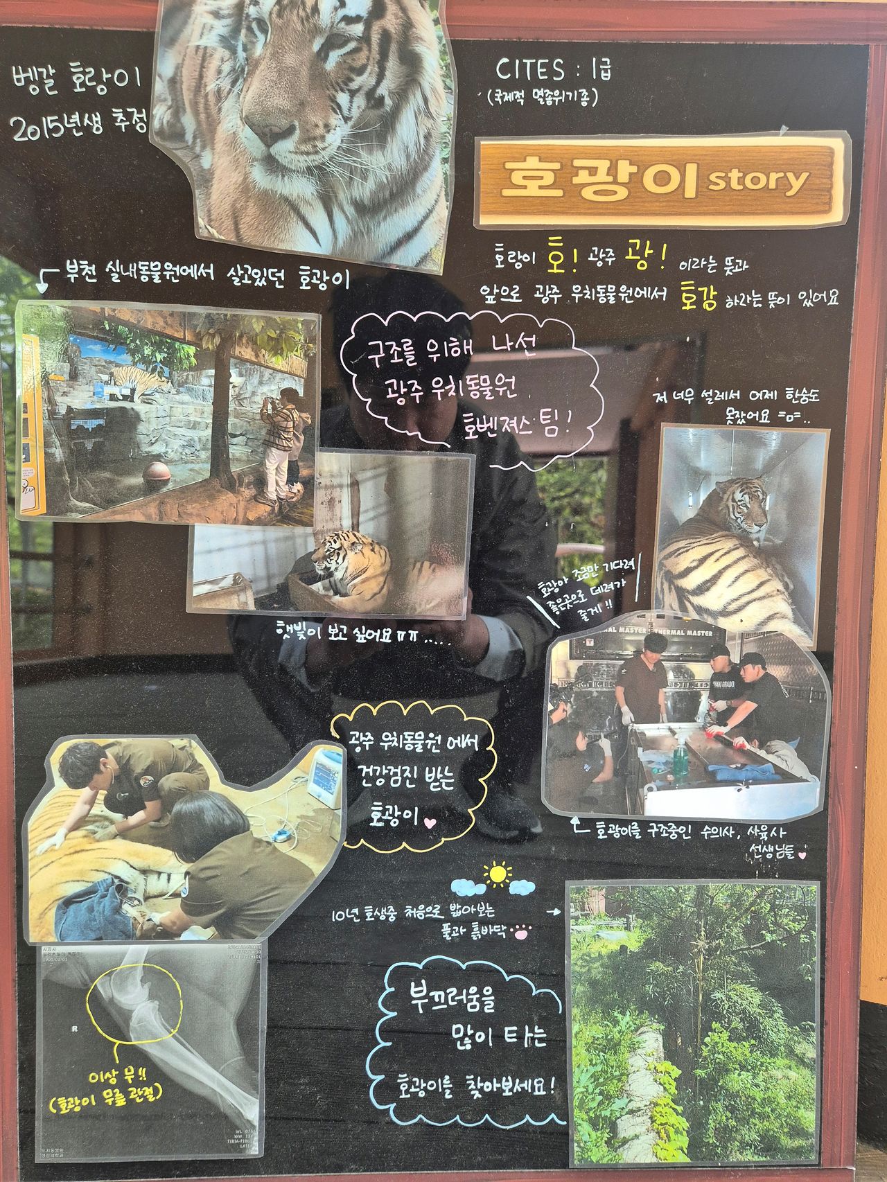 광주광역시 북구 우치동물원 호랑이사 앞에 구조된 호랑이 ‘호광이’ 사연이 적힌 안내 팻말이 설치돼 있다. 사진 우치동물원