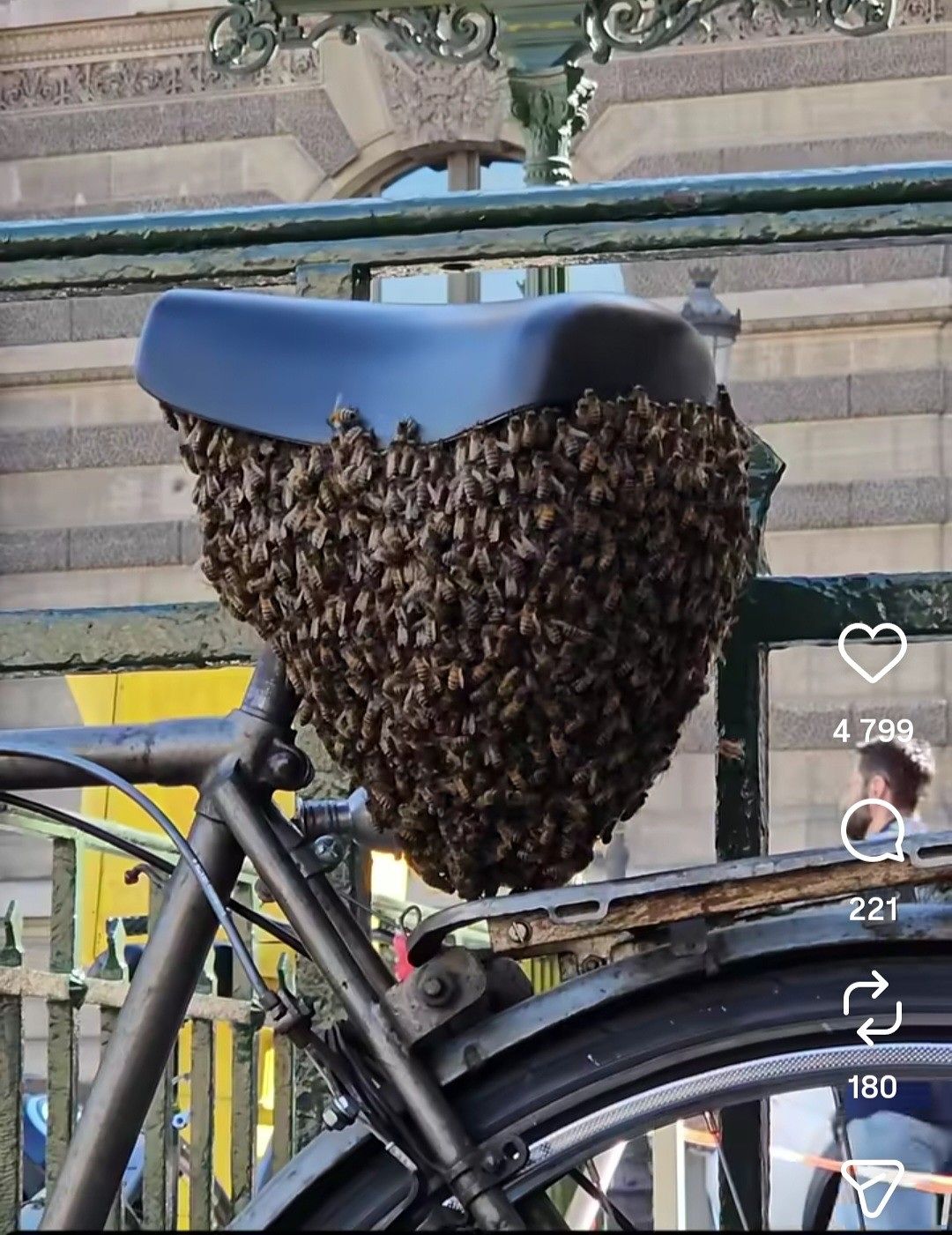 파리 한복판 자전거 안장 아래 몰려든 꿀벌. 인스타그램 캡처