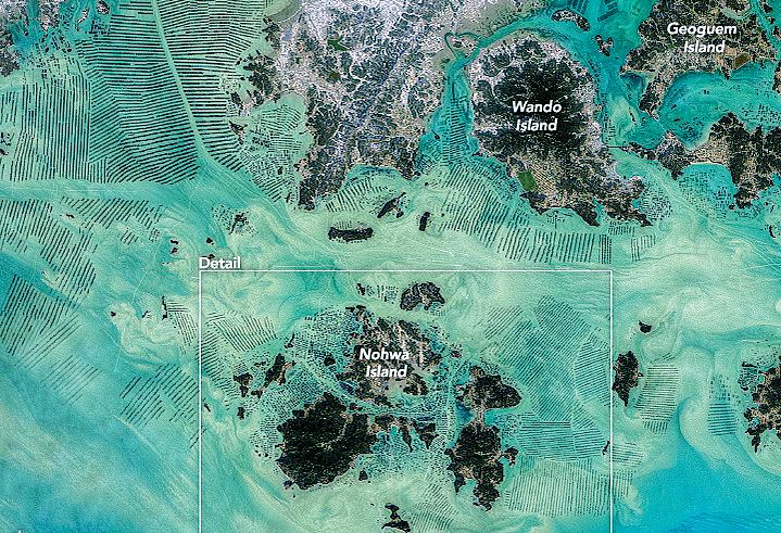 전남 완도군 주변 해조류 양식장을 촬영한 인공위성 사진. 사진 미 항공우주국(NASA)