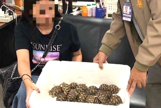 태국 방콕 수완나품 국제공항에서 몸에 거북이 30마리를 숨겨 밀반출하려다 적발된 대만 국적 여성. 사진 더 타이거 캡처