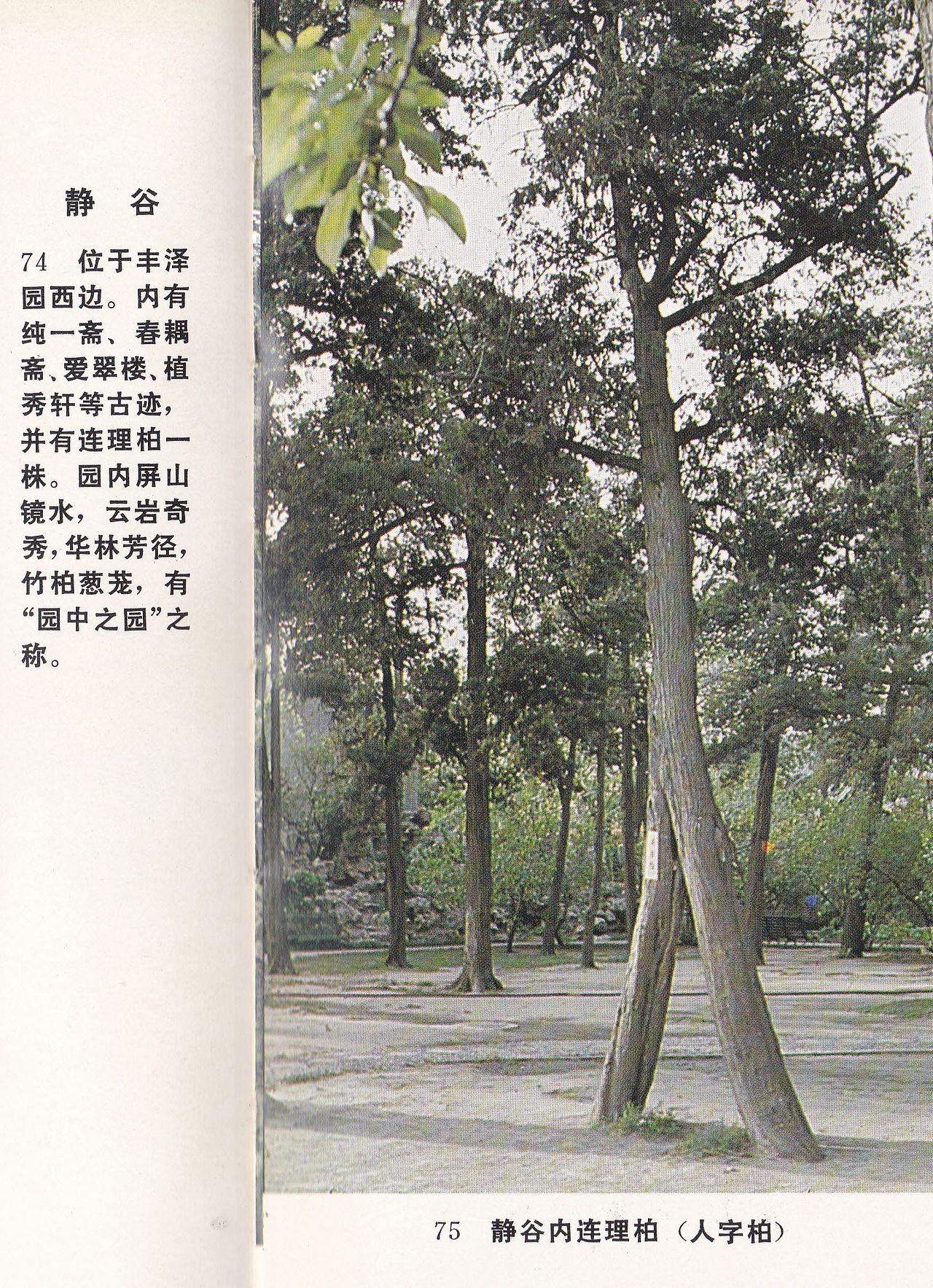 1983년 신화출판사가 펴낸 사진집 〈중난하이〉에 실린 연리백(連理柏) 모습. 두 나무줄기가 하나로 이어진 듯한 모습이 '사람 인(人)'자를 연상케 한다는 점 때문에 '인자백(人字柏)'으로도 불린다. 시진핑 중국 국가주석과 도널드 트럼프 미국 대통령은 15일 이곳을 함께 찾았다. 사진 〈중난하이〉, 신화출판사, 1983