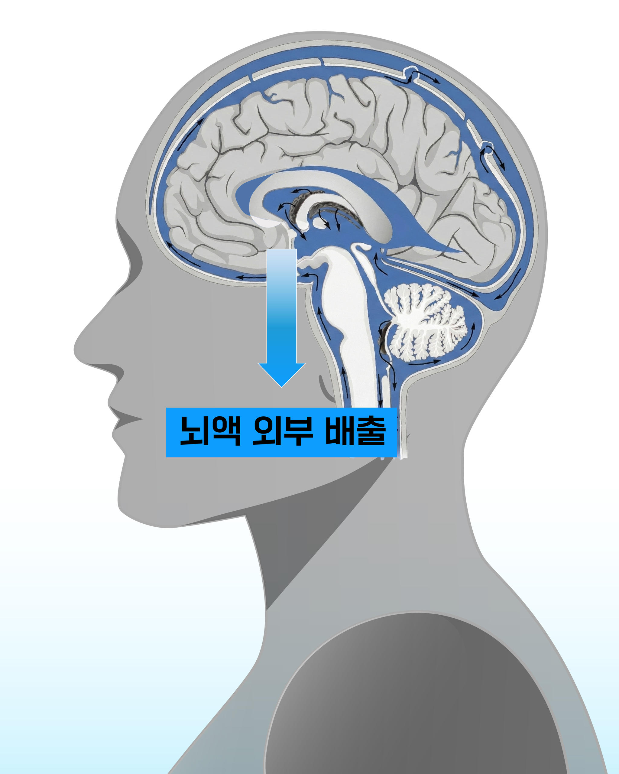 뇌의 노폐물은 뇌척수액을 통해 배출된다. 림프관으로 배출된 노폐물은 심장 부근 림프절에서 분해되거나 신장으로 가 소변으로 배출된다. 치매는 나쁜 단백질이 단순히 많아져서가 아니라 이를 제때 못 치워서 생기는 병일 수 있다. 뇌의 노폐물을 씻어내는 시스템이 제대로 작동하지 않은 결과라는 것이다. 그래픽 이민서.
