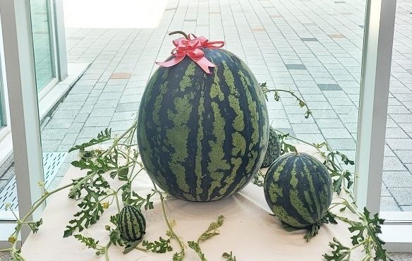 창원시 대산면에서 수확된 초대형 수박. 사진 창원시