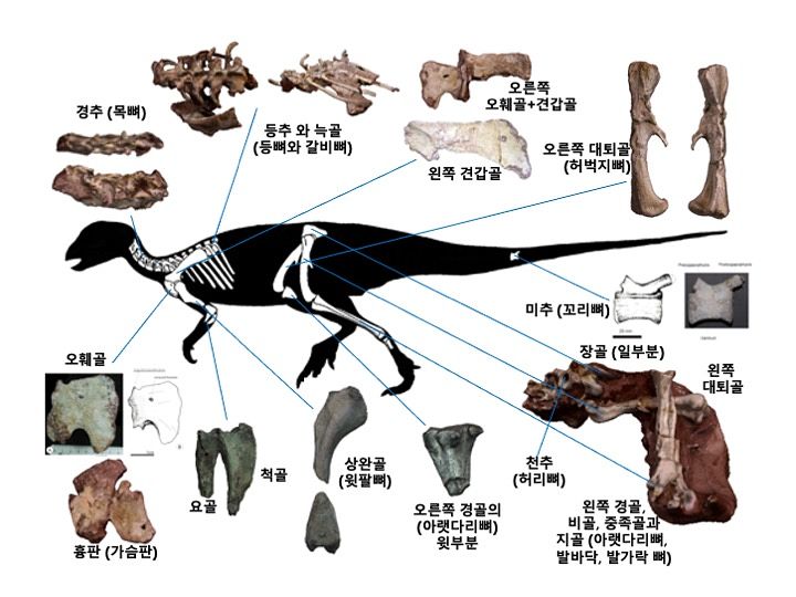 국가유산청은 ‘보성 조각류 공룡(코리아노사우루스 보성엔시스) 골격화석’과 ‘여수 돼지코거북(별주부켈리스 여수엔시스) 골격화석’, ‘통영 수우도 풍화혈’ 등 3건을 천연기념물로 지정할 예정이라고 29일 밝혔다. 사진은 보성 조각류 공룡 골격화석 골격도. 사진 국가유산청