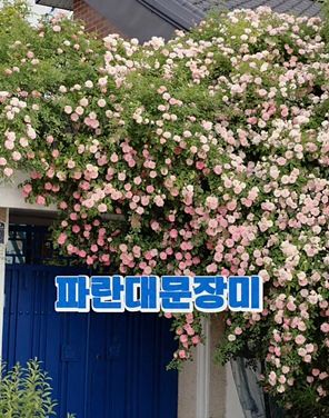 경기 수원시의 유명 파란대문 장미. 사진 인스타그램 캡처