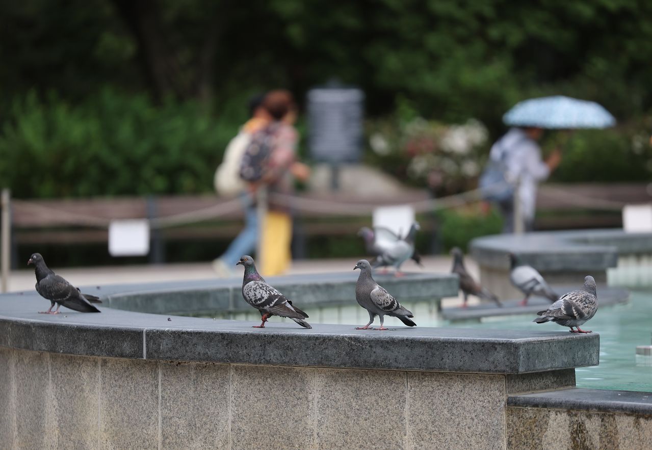 지난달 1일 서울 광진구 서울어린이대공원 인근에 비둘기가 모여 있다.   서울시는 집비둘기 먹이 주기 금지구역에 대한 단속을 강화하고 위반 시 과태료를 부과한다고 밝혔다. 연합뉴스