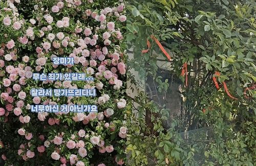 장미 소유주가 절도 피해 지점을 표시해둔 모습(오른쪽). 사진 인스타그램 캡처