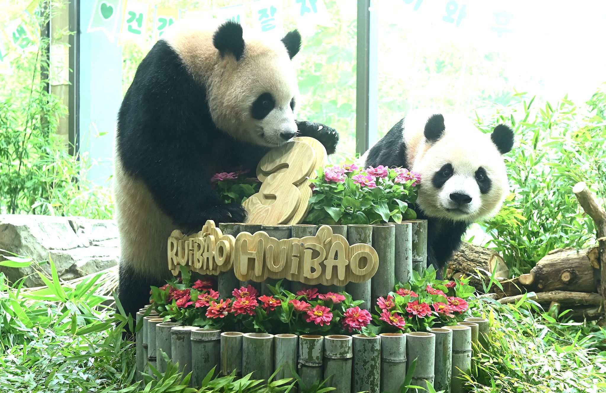 7일 경기도 용인시 에버랜드에서 세 살 생일을 맞은 쌍둥이 판다 루이바오와 후이바오가 사육사들이 준비한 대나무 케이크를 바라보고 있다. 뉴스1
