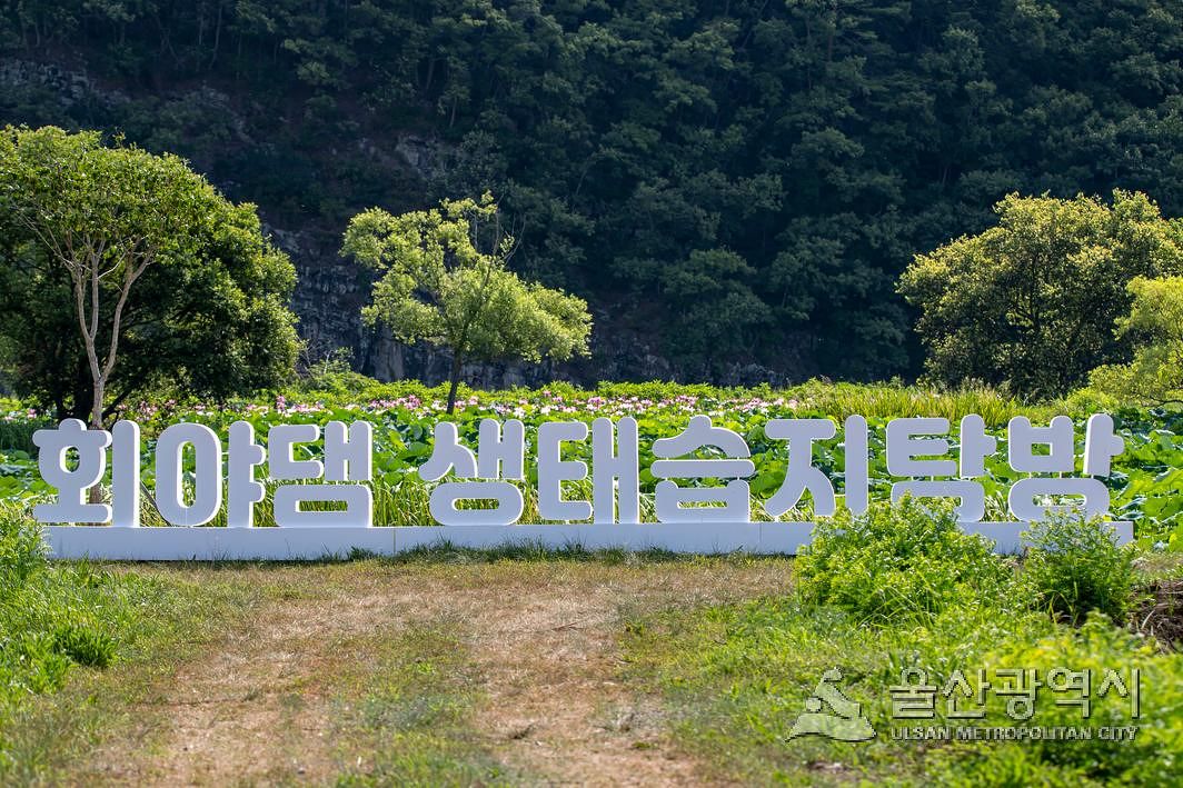  자연의 모습 그대로를 간직한 희야댐 생태습지. 탐방 신청은 울산시 상수도사업본부 홈페이지 ‘생태습지탐방신청’ 메뉴에서 선착순으로 받는다. 사진 울산시