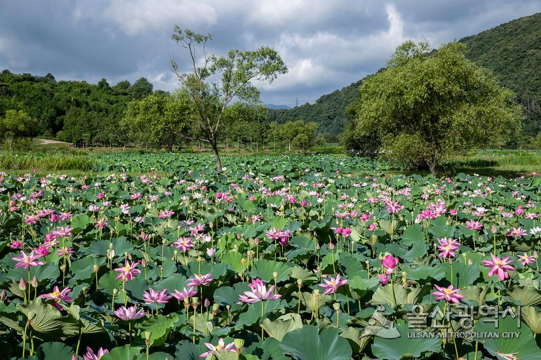 탐방로는 3시간 코스로, 다양한 식수원 내 수생식물을 둘러볼 수 있다. 짧은 개방 기간이지만, 지난해엔 1900여명이 다녀갔다. 사진 울산시 