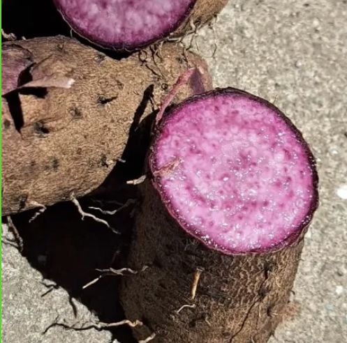 필리핀에서 재배되는 마의 일종인 우베(Ube). 안토시아닌이 많이 함유되어 있어, 잘랐을 때 속의 단면이 짙고 선명한 보라색을 띄는 점이 특징이다. 나무위키