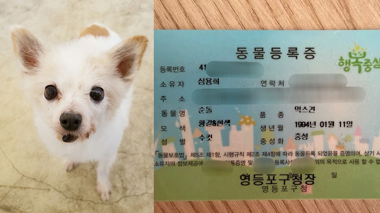 강아지 순돌이는 1994년, 3살(추정)에 발견돼 2018년 11월 21일까지 27년의 삶을 살았다. 사진 심 수의사