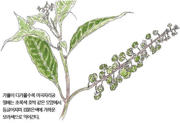 우리 주변 식물들의 비밀 이야기 77 미국자리공