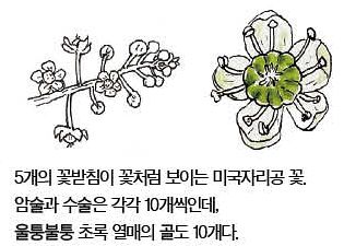 우리 주변 식물들의 비밀 이야기 77 미국자리공