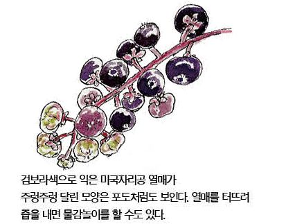 우리 주변 식물들의 비밀 이야기 77 미국자리공