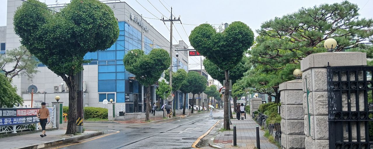 청주 하트나무 가로수길. 사진 청주시