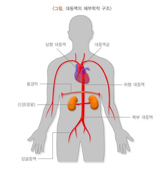 대동맥의 해부학적 구조. 사진 질병관리청