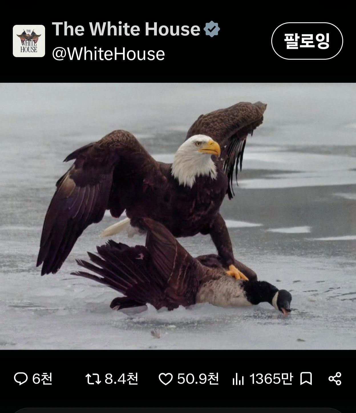 미국의 상징인 흰머리수리가 캐나다 기러기를 짓누르는 사진을 백악관이 SNS에 게재했다. [사진 백악관 X 캡처]