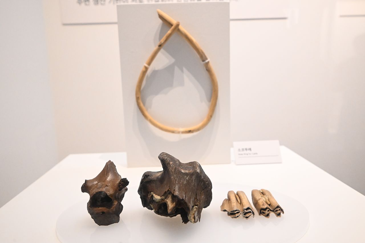 충주 장미산성 발굴조사에서 나온 소코뚜레와 소뼈 삼국시대 벽화와 문헌에서 소코뚜레가 언급된 적 있지만 실물이 발굴된 것은 처음이다. 사진 국립중원문화유산연구소