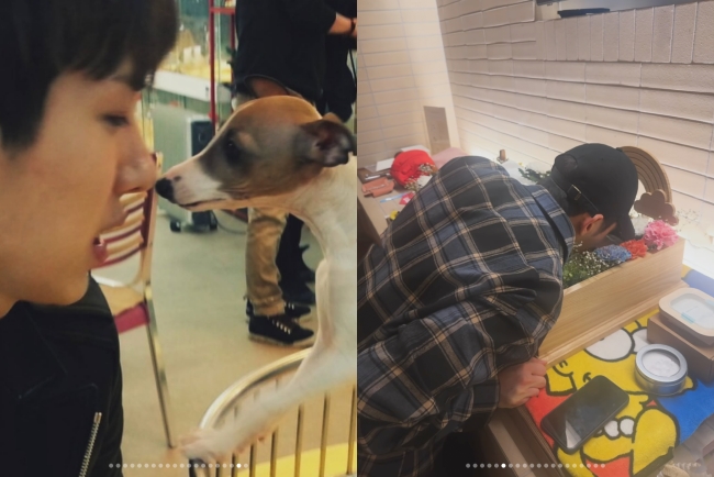 Jo Kwon dog