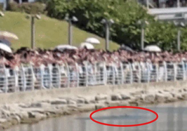 부산 북항친수공원 물가에 상어 지느러미가 목격됐다. SNS 캡처