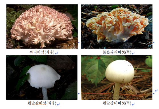 식용버섯과 모양이 비슷한 독버섯. [사진 충북농업기술원]