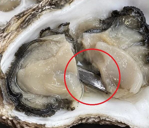 서울 중구 을지로동의 한 오이스터바에서 주문한 굴에서 나온 5㎝ 길이의 칼 조각. 사진 스레드 캡처
