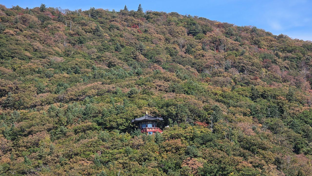 27일 오대산국립공원 고지대 탐방로에 단풍이 물들기 시작했다. 오대산국립공원사무소