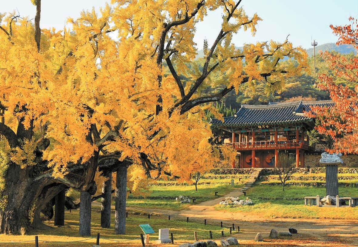 Daegu fall travel spots