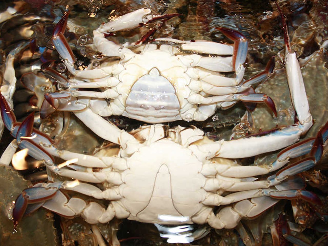 배딱지로 암게와 수게를 구분할 수 있다. 둥글고 넓적한 암게(위 사진)와 좁고 뾰족한 수게가 대비를 이룬다.