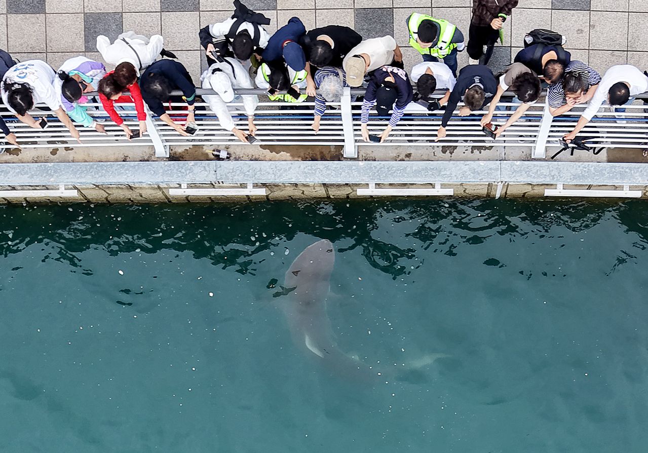 29일 부산 동구 북항 친수공원 수로에서 관계자들이 선박과 워터펌프를 동원해 상어 '부캉이'를 외해로 유도하고 있는 가운데 시민들이 부캉이를 관람하고 있다. 뉴스1