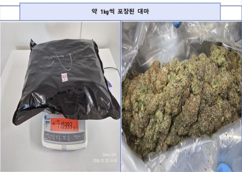 야쿠자 출신 재일교포가 밀반입한 대마. 사진 수원지검