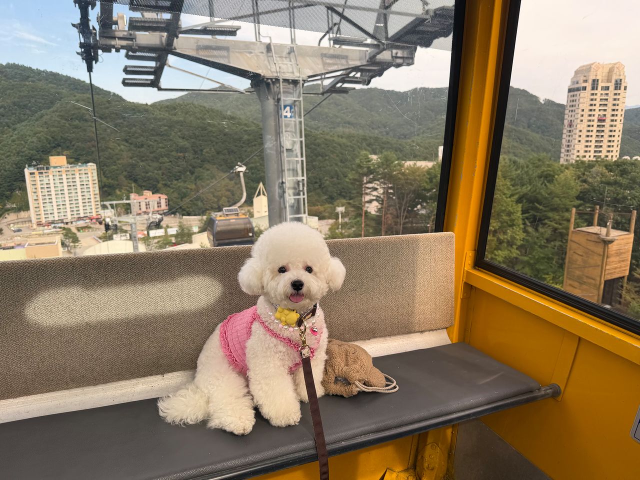 강원도 평창 휘닉스파크는 대표적인 펫 프렌들리 리조트다. 반려견과 함께 투숙할 수 있는 객실이 70여 개나 되고, 펫 전용 캠핑장도 운영한다. 함께 곤돌라를 타고 슬로프 정상의 공원도 갈 수 있다. 사진 휘닉스호텔앤드리조트