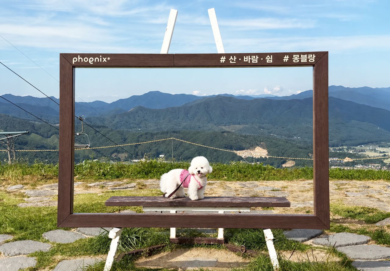휘닉스파크 슬로프 정상의 몽블랑. 반려견과 함께 산책하기 좋은 곳이다. 사진 휘닉스호텔앤드리조트