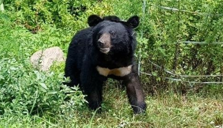 기사 내용과 관련 없는 야생 곰 자료사진. 중앙포토