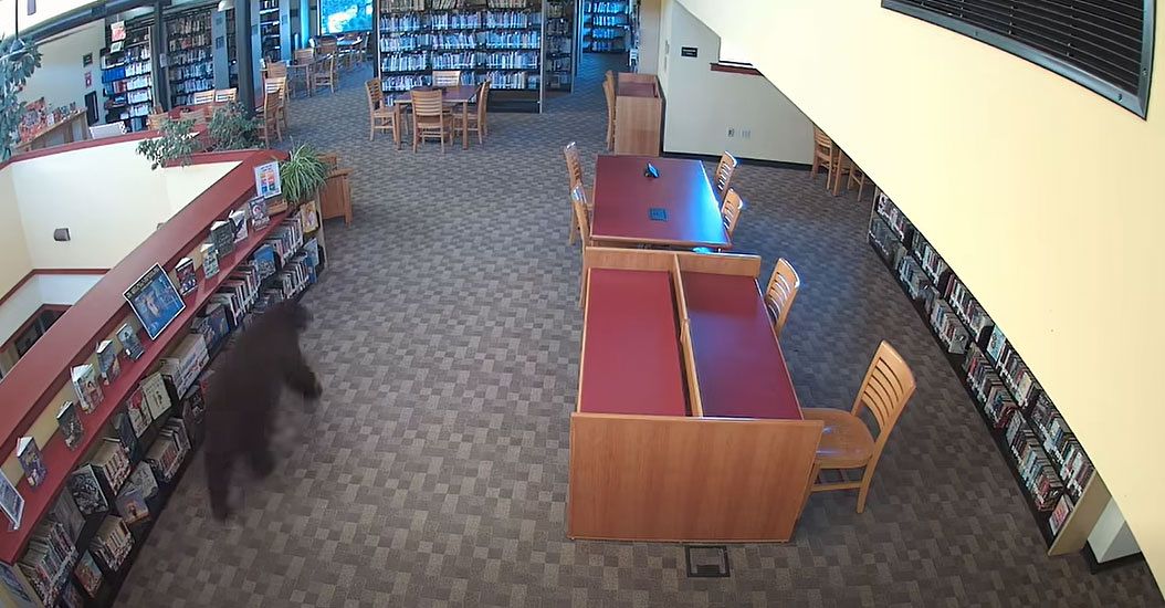 Wild Bear Library
