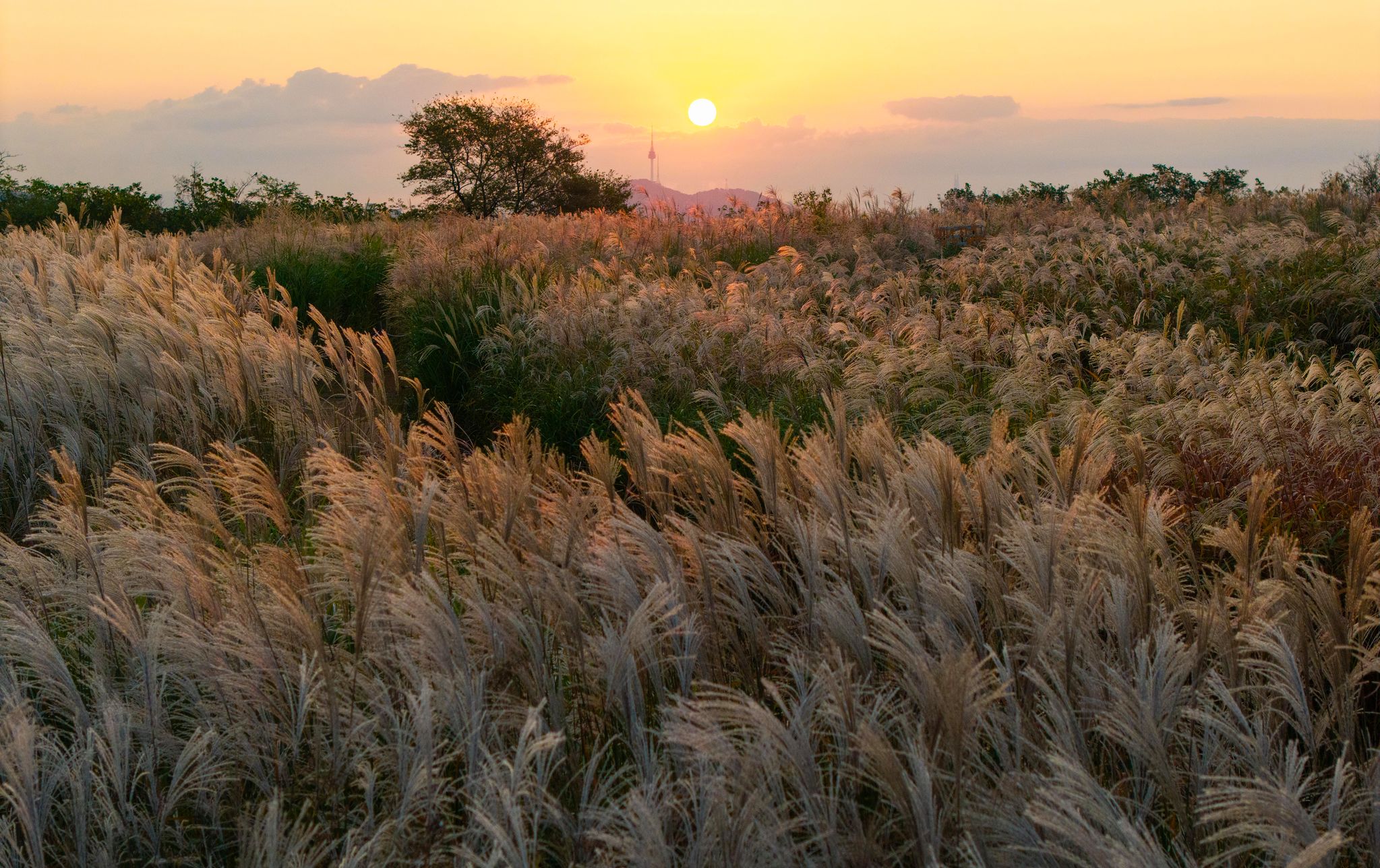 Haneul Park silver grass