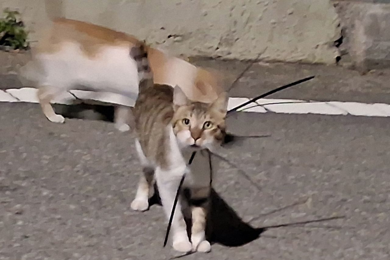 케이블타이에 목이 졸린 채 발견된 길고양이. 사진 전국길고양이보호단체연합 
