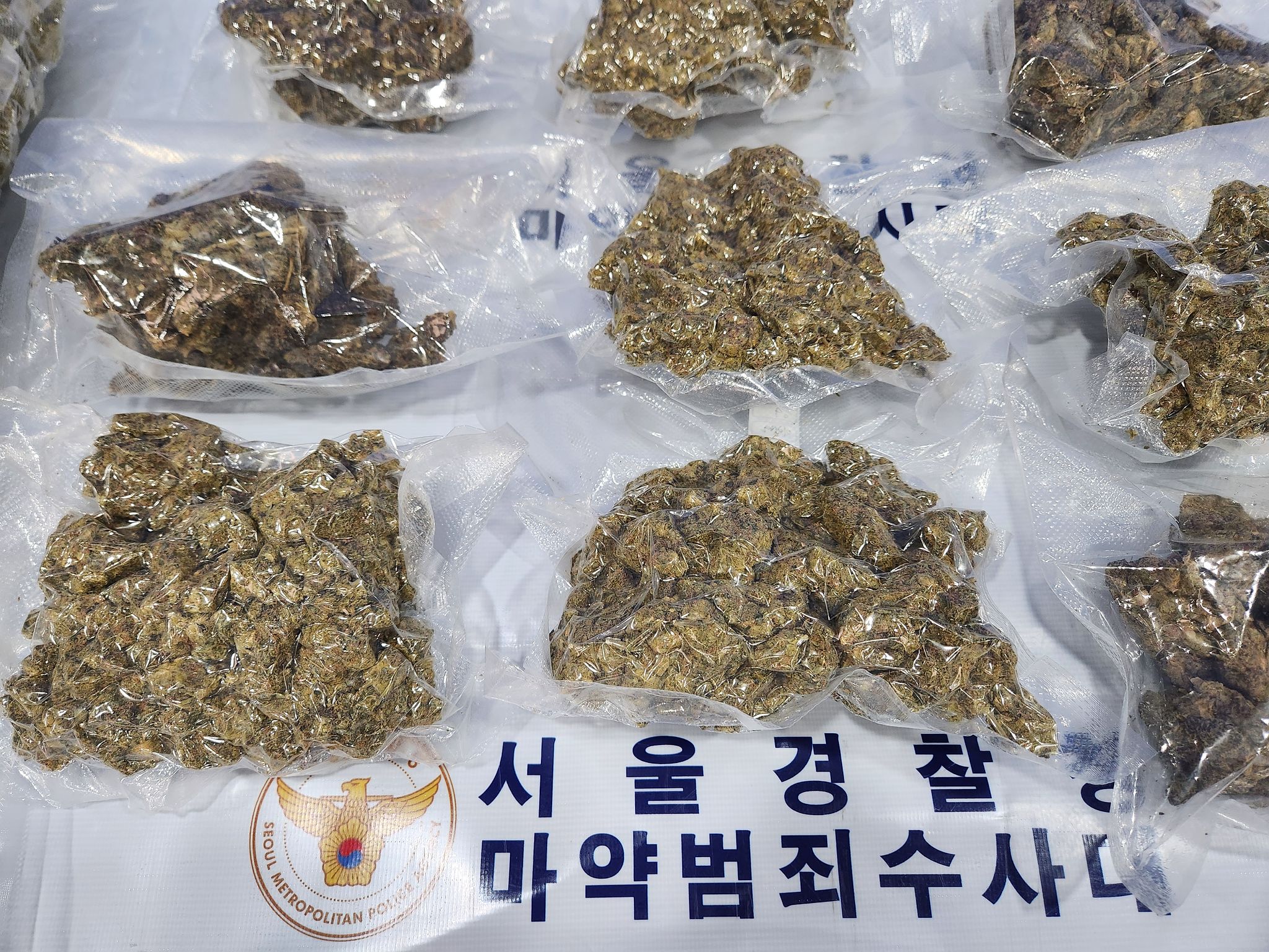 서울경찰청 광역수사단 마약범죄수사대가 압수한 대마. 사진 서울경찰청