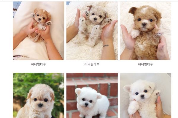 아이 러브 Dog에서 분양해주는 순종 강아지들